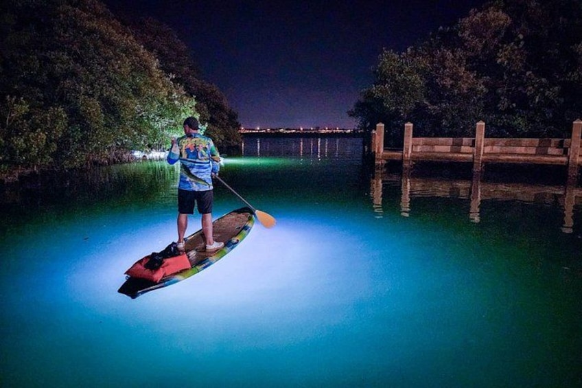 Sarasota - Clear Kayak LED Night Glass Bottom Tour 3