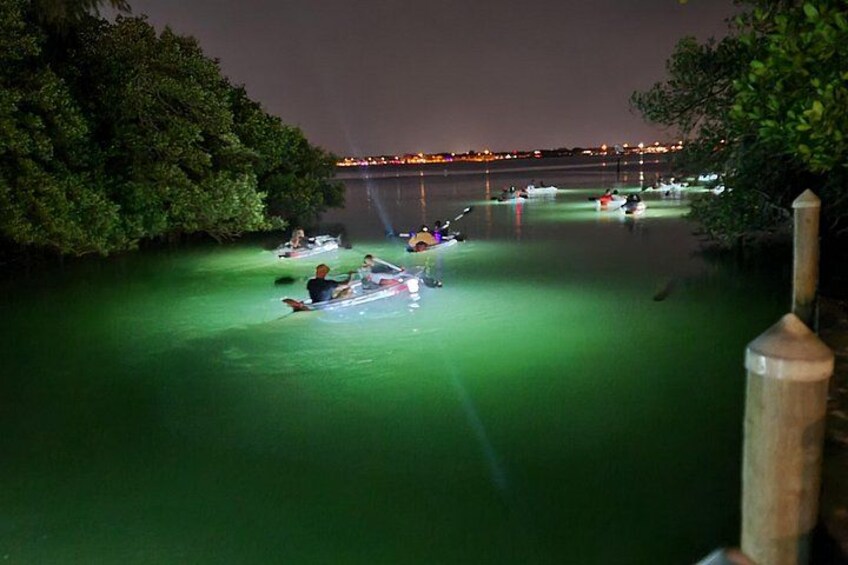 Sarasota - Clear Kayak LED Night Glass Bottom Tour 3
