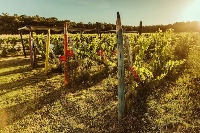 Picture 8 for Activity Montepulciano: Winery Tour, Tasting, and Vineyard Picnic 2