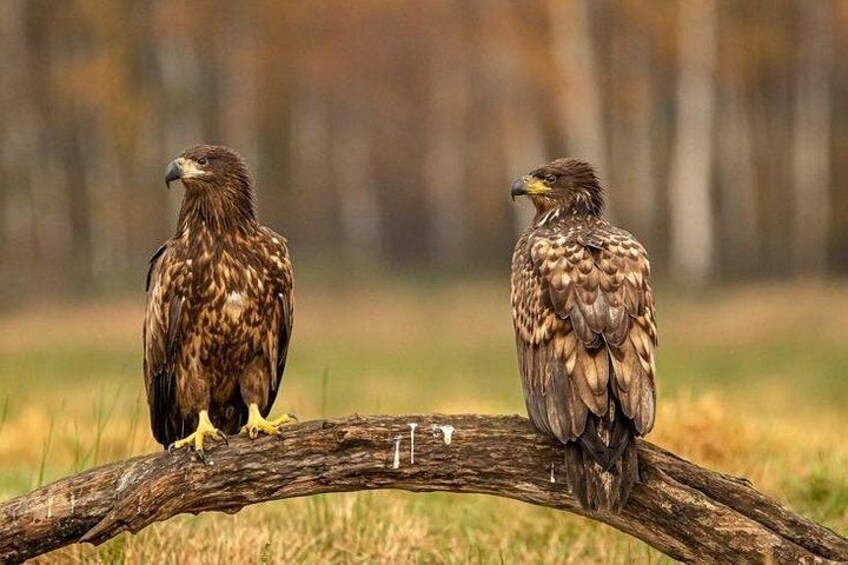 Two birds perched on a branch in a natural setting. 5