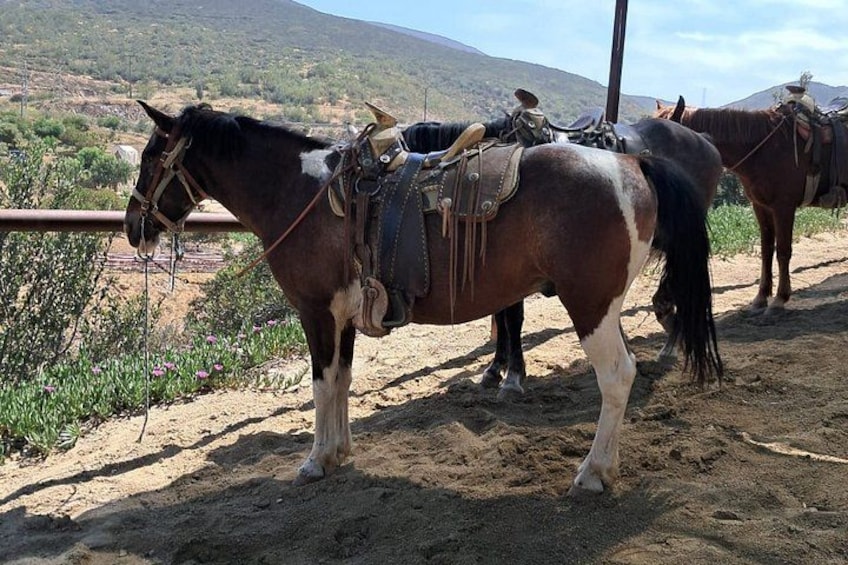 Private Shore Excursion: Beach or Canyon Horseback + Bufadora opt 5