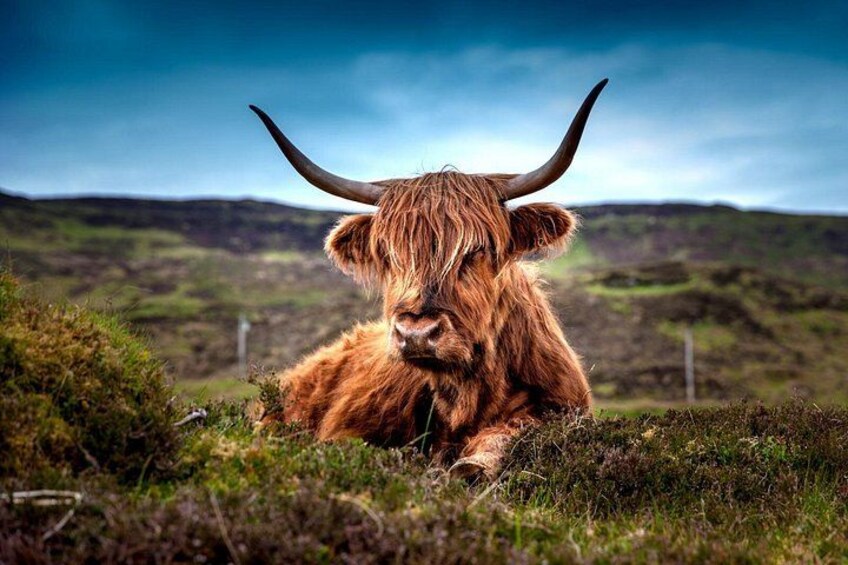 Highland Cow 4