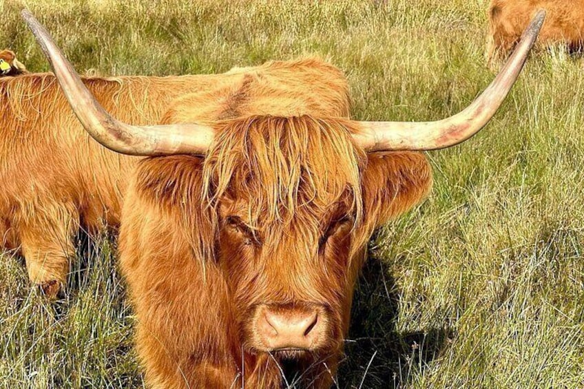 Highland Cow 2