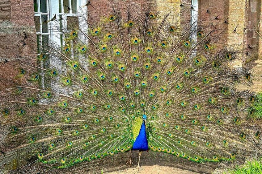 Un pavo real con cuello azul y plumas de cola verde y azul, posado frente a un edificio de ladrillo. 4