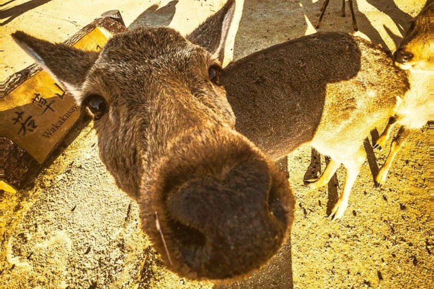 A close-up of a donkey's face with a sign in the background. 2
