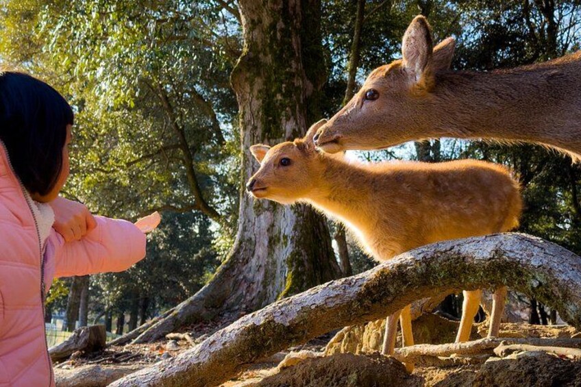 A person in a pink jacket feeding a deer in a forested area. 1