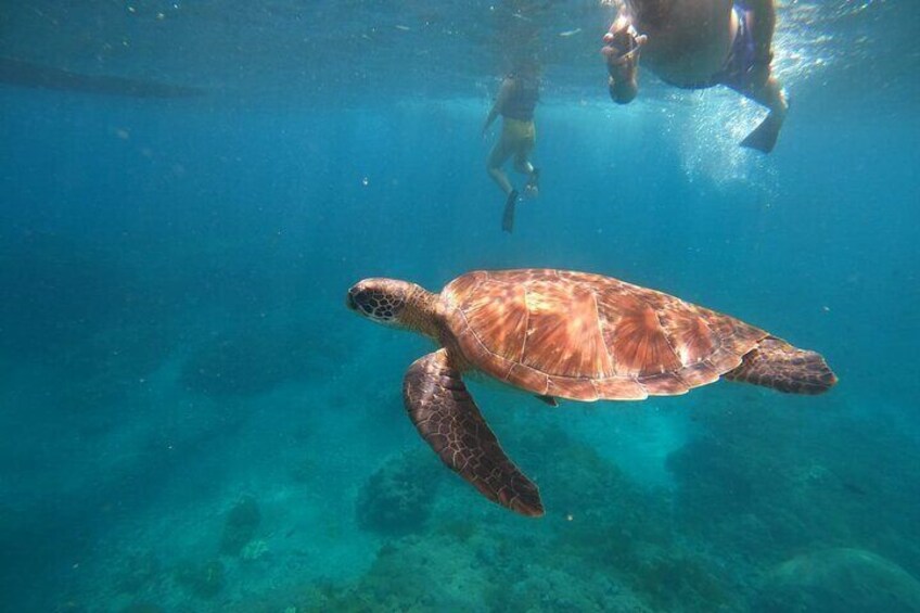 Gamat Bay Snorkeling