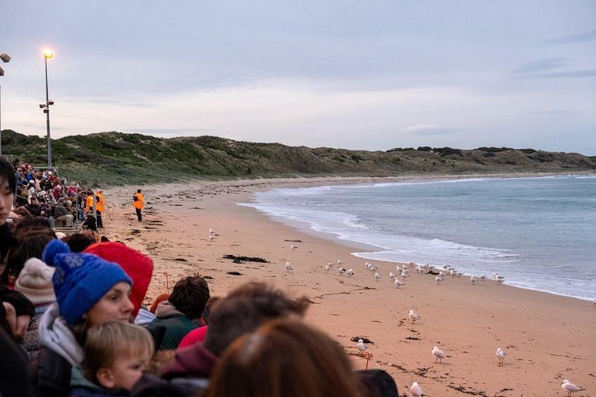 Full-Day Phillip Island Tour with Kangaroo, Koala and Penguin Parade 2