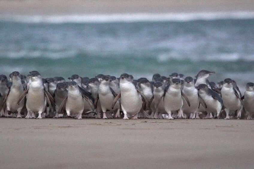 Full-Day Phillip Island Tour with Kangaroo, Koala and Penguin Parade 3