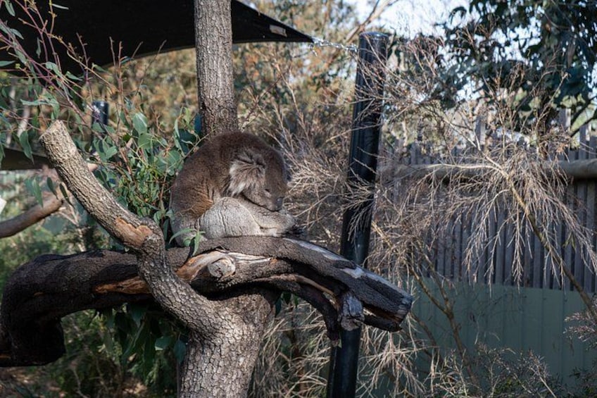 Full-Day Phillip Island Tour with Kangaroo, Koala and Penguin Parade 3