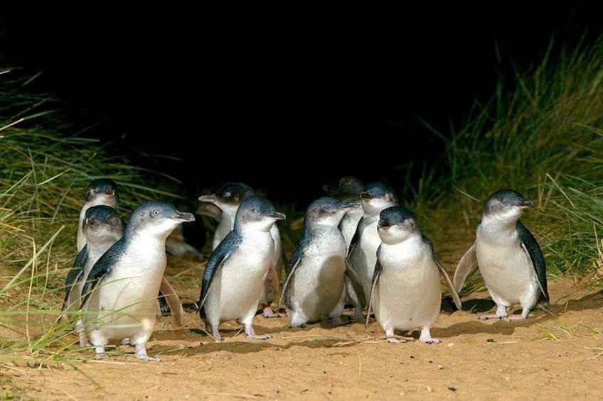 Penguins 3