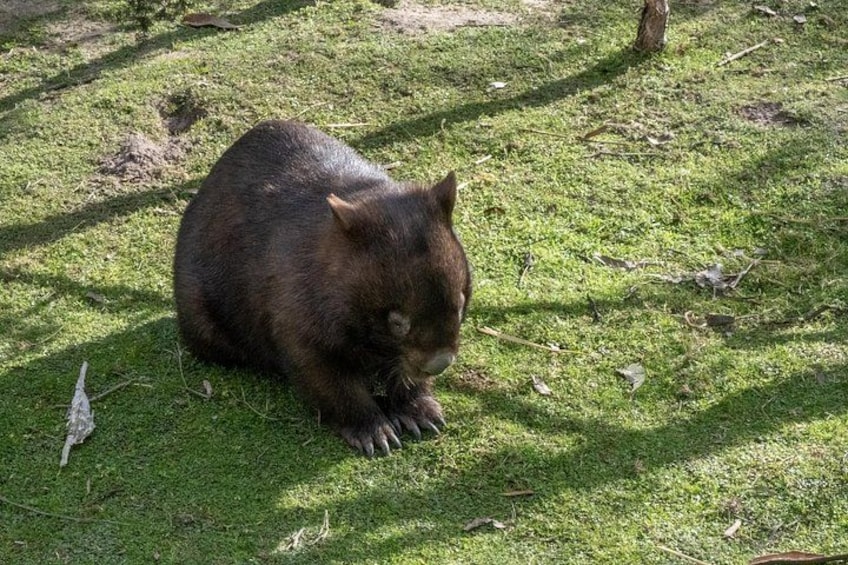 Full-Day Phillip Island Tour with Kangaroo, Koala and Penguin Parade 2