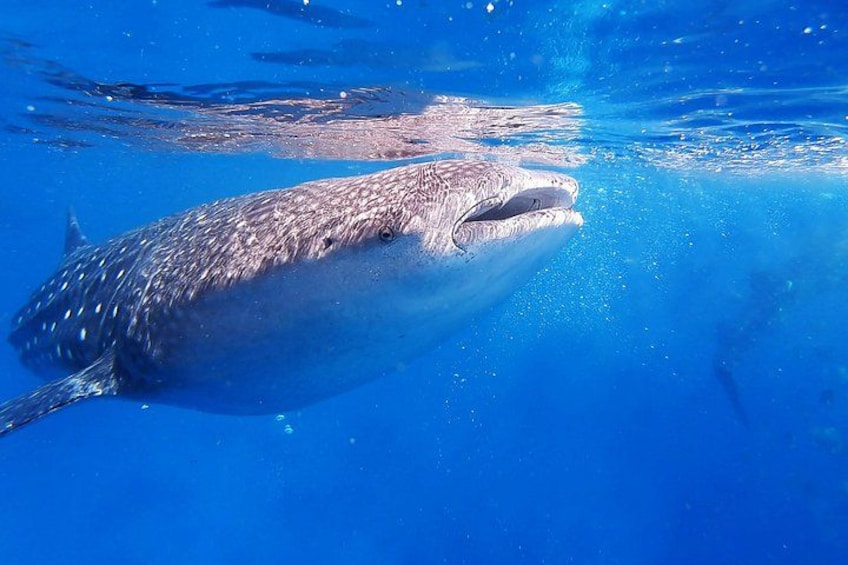 Cebu:Oslob Whaleshark + Tumalog & Sumilon Sandbar (Hotel Pickup) 5