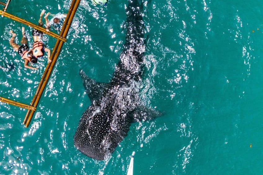 Cebu:Oslob Whaleshark + Tumalog & Sumilon Sandbar (Hotel Pickup) 2