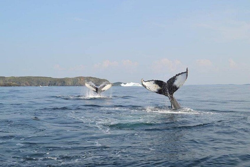 Una ballena emerge del agua, mostrando sus aletas caudales. 2