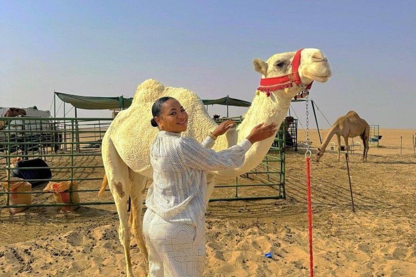 A person interacting with a camel in a fenced area with sand and tents in the background. 2