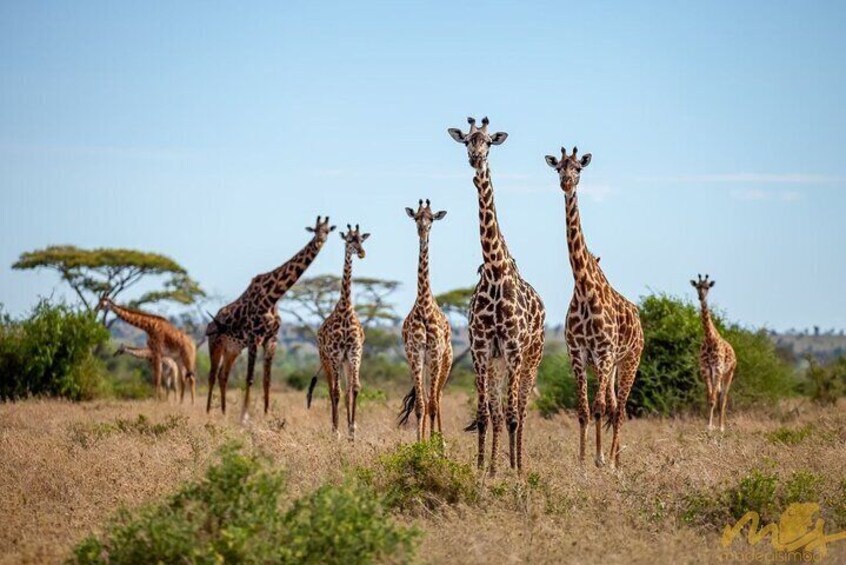 A group of giraffes standing in a grassy savannah with sparse trees in the background. 1