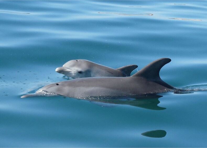 Two dolphins swimming in calm blue water. 3