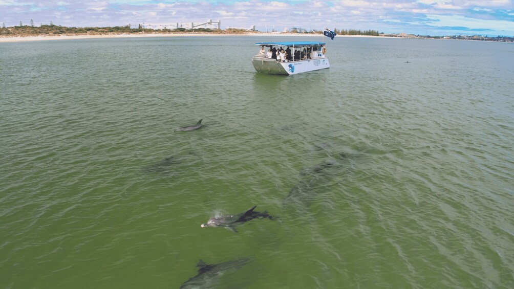 A boat with passengers on a greenish water body, dolphins swimming nearby. 4