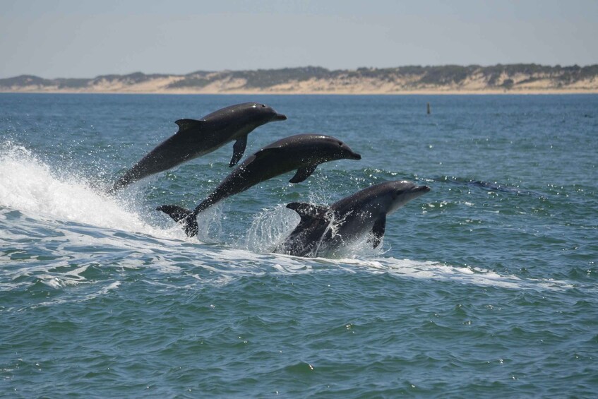 Dolphins jumping out of the water in a coastal area. 1