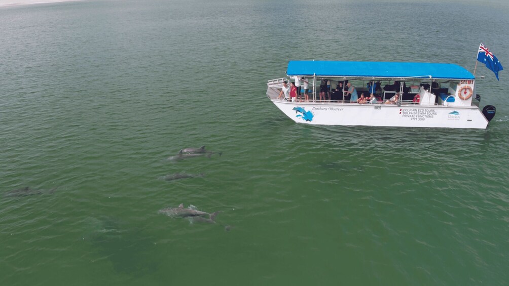 A boat with a blue canopy and a flag, surrounded by dolphins in the water. 2