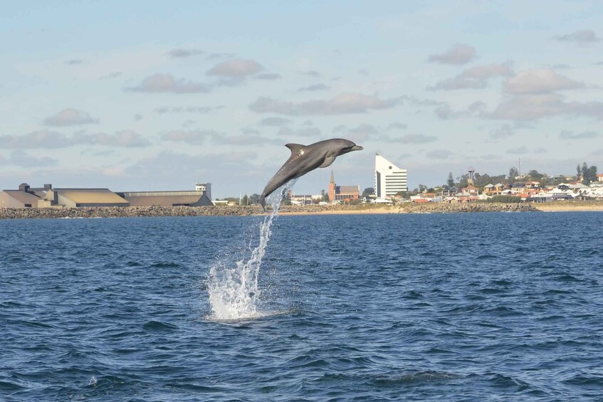 A dolphin leaping out of the water near a coastal town. 5