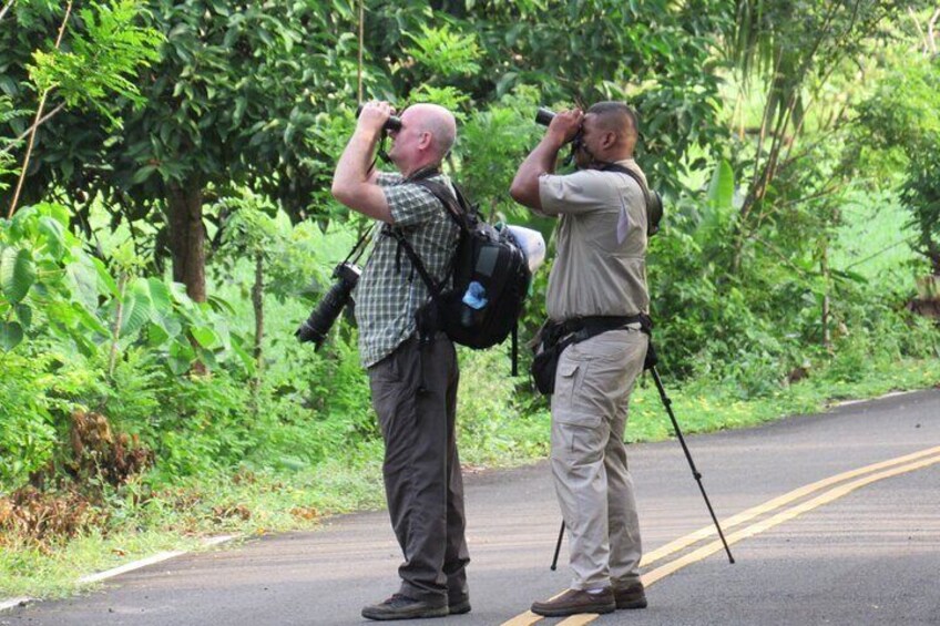 Birding Pipeline Road from Amador Cruise Port