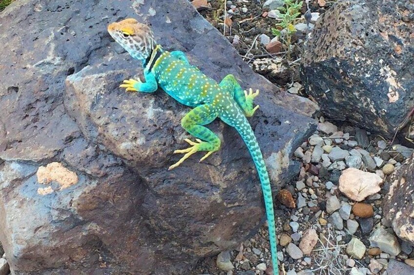 Male Collared Lizard near Lomaki in Wupatki National Monument near Flagstaff, Arizona 5