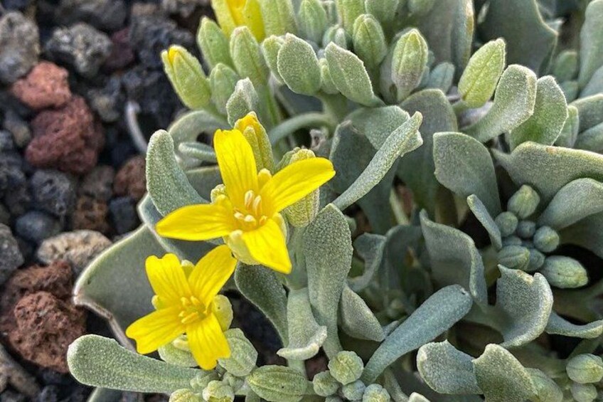 Flowers growing from volcanic lava cinders in Sunset Crater Volcano National Monument near Flagstaff, Arizona 4