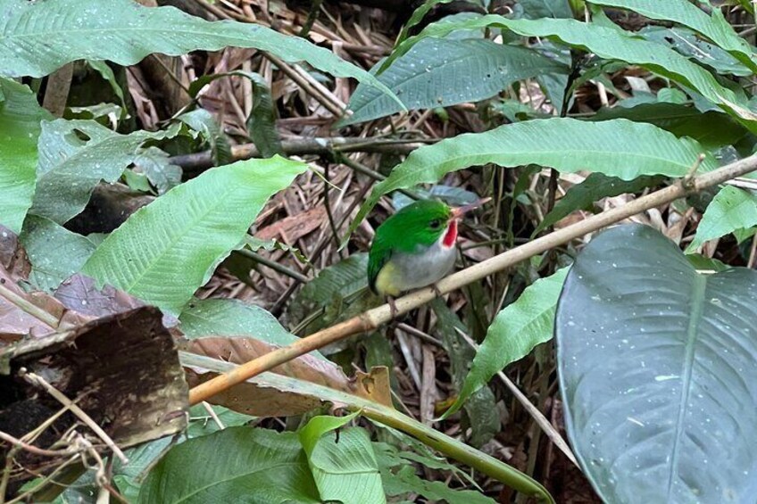 Our Puerto Rican tody 