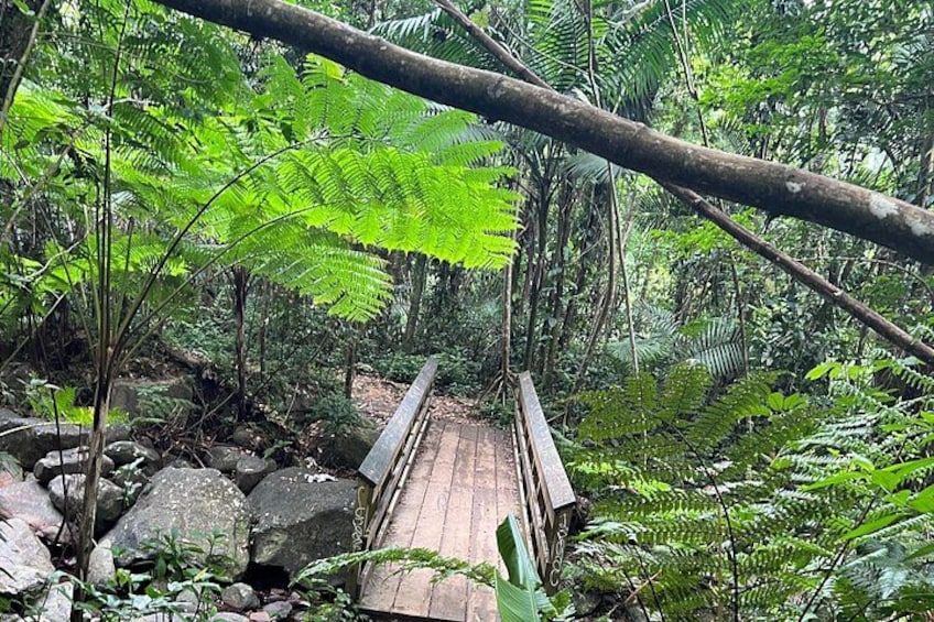 El Yunque National Forest Guided Tour with Transport 1