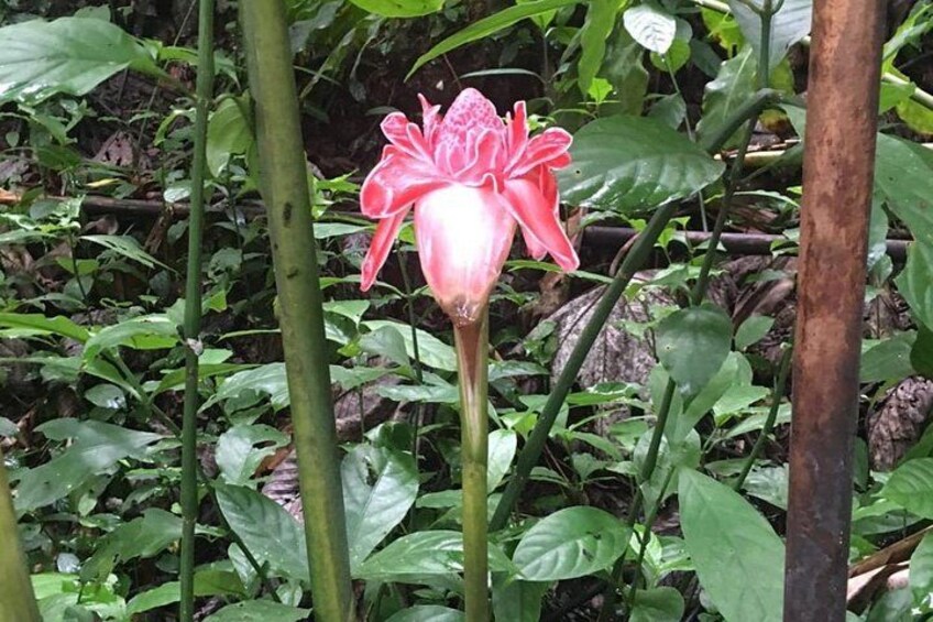 En rosa blomma med en lång stjälk, omgiven av grönt bladverk. 3