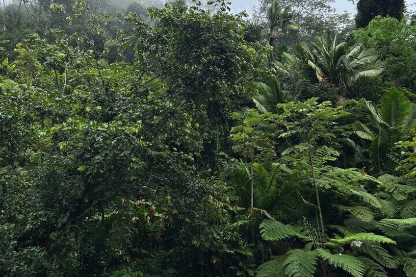 Tour El Yunque Rainforest 