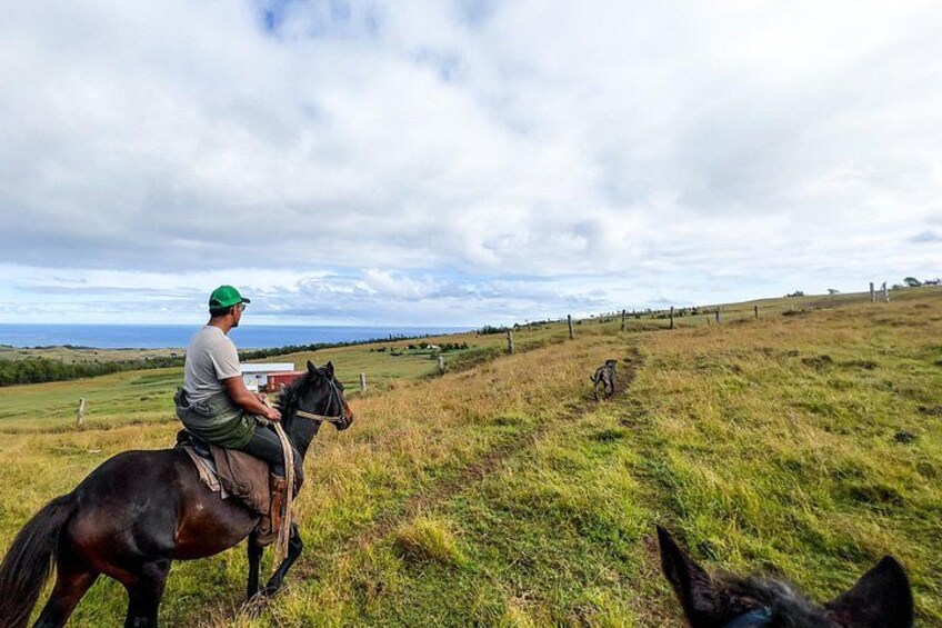 Una persona montando a caballo en un campo de pasto, con un perro al fondo. 1