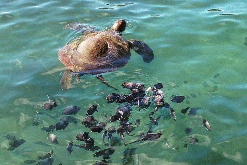 A turtle swimming in clear water with several fish around it. 3
