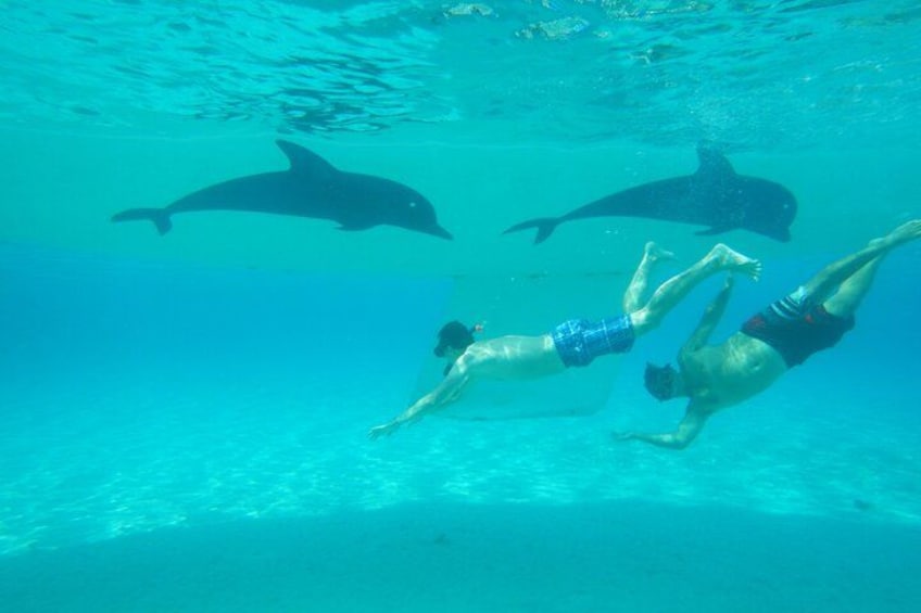 Two people swimming underwater with dolphins. 5