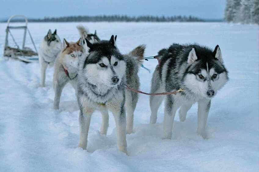 A group of huskies pulling a sled across snow. 3