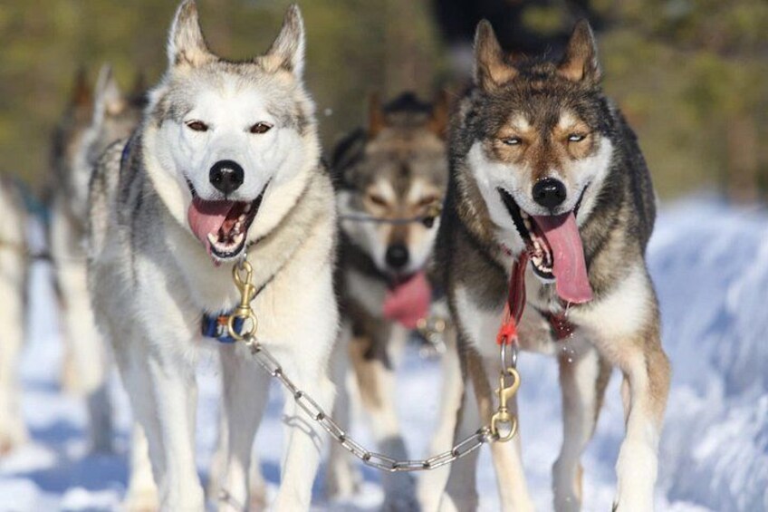 A group of sled dogs with harnesses, pulling a sled in a snowy landscape. 4
