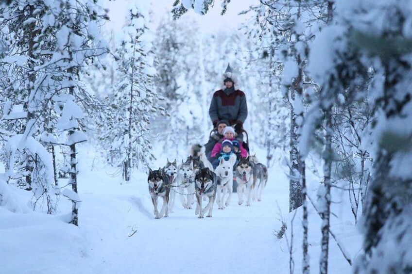 A person riding a horse with husky dogs pulling in a snowy forest. 2