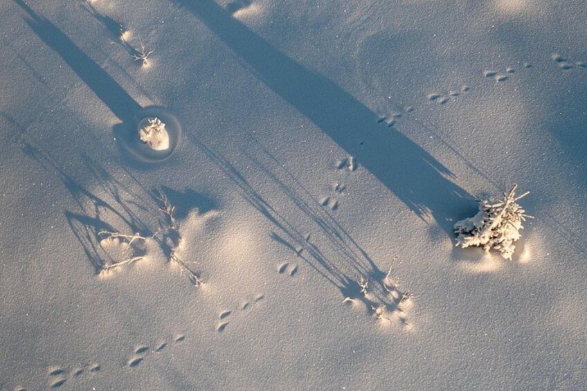 A snowy landscape with tracks and a small tree. 2