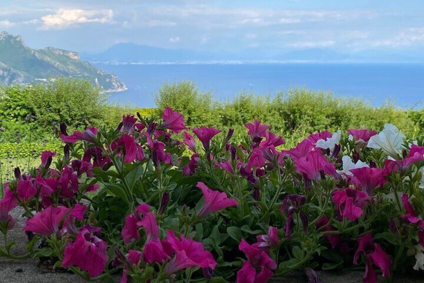 A garden of purple and white flowers with a coastal landscape in the background. 1