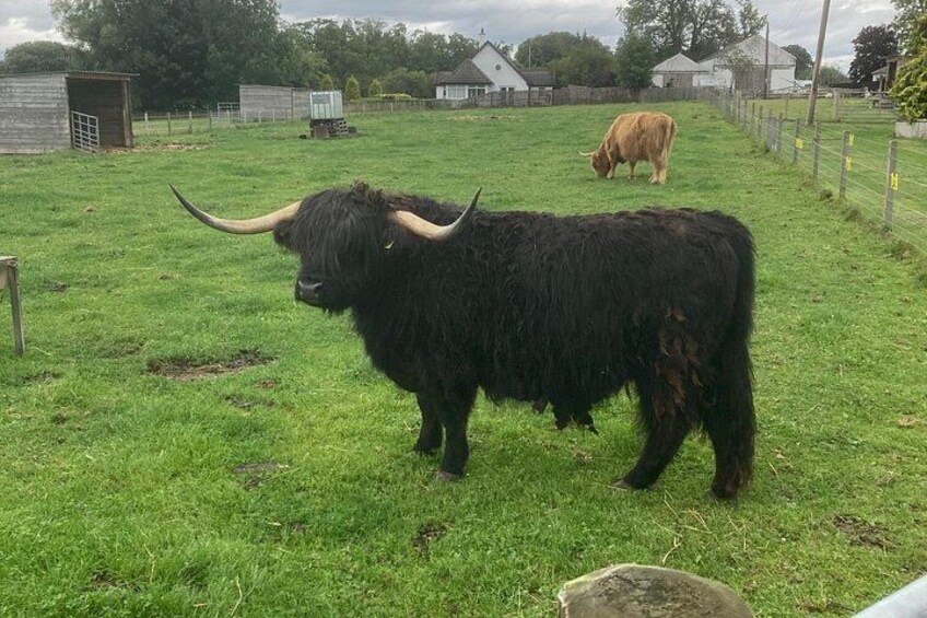 A black yak with large horns in a grassy field with a barn and another yak in the background. 2