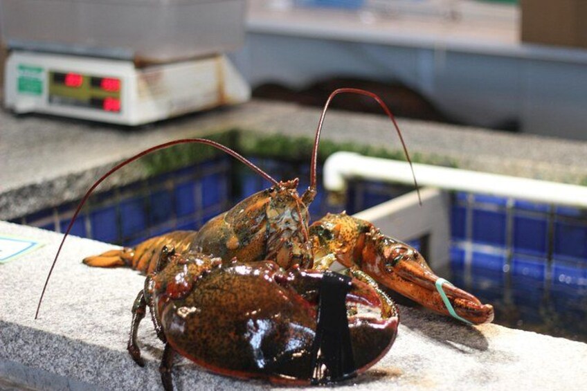 Un langostino sobre una repisa de piedra cerca de una piscina con azulejos azules. 3