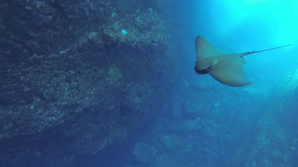 Una manta raya nada cerca de un paisaje submarino rocoso. 1