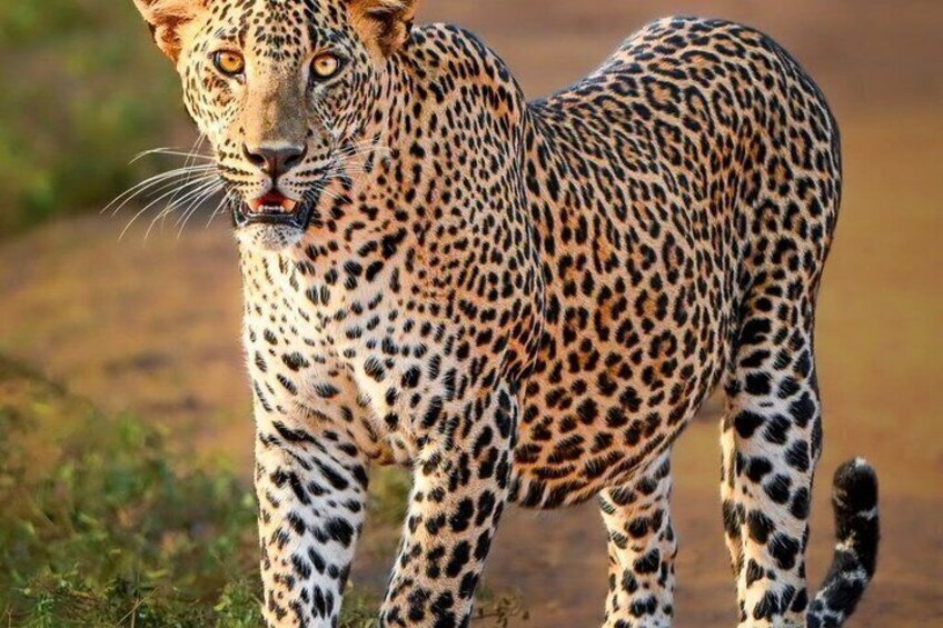 Yala National Park Safari Tours - Half Day & Full Day 4