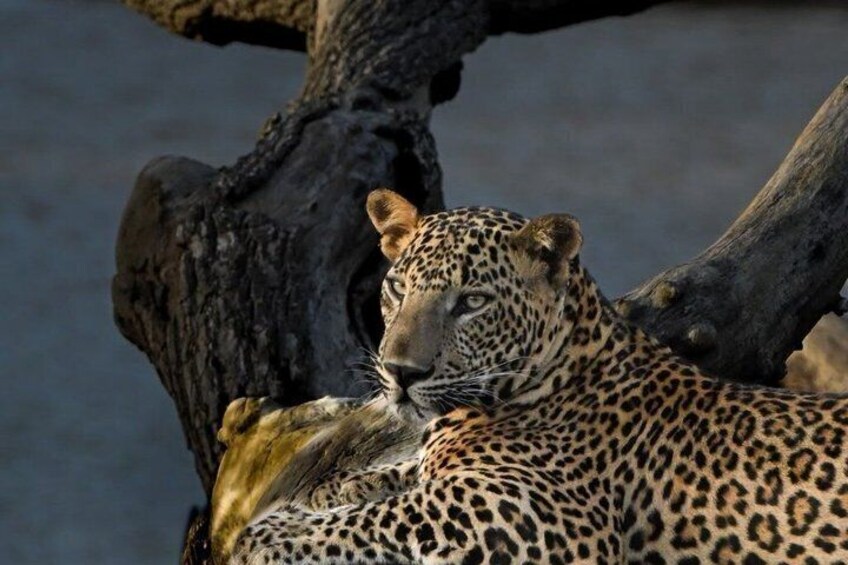Yala National Park Safari Tours - Half Day & Full Day 2