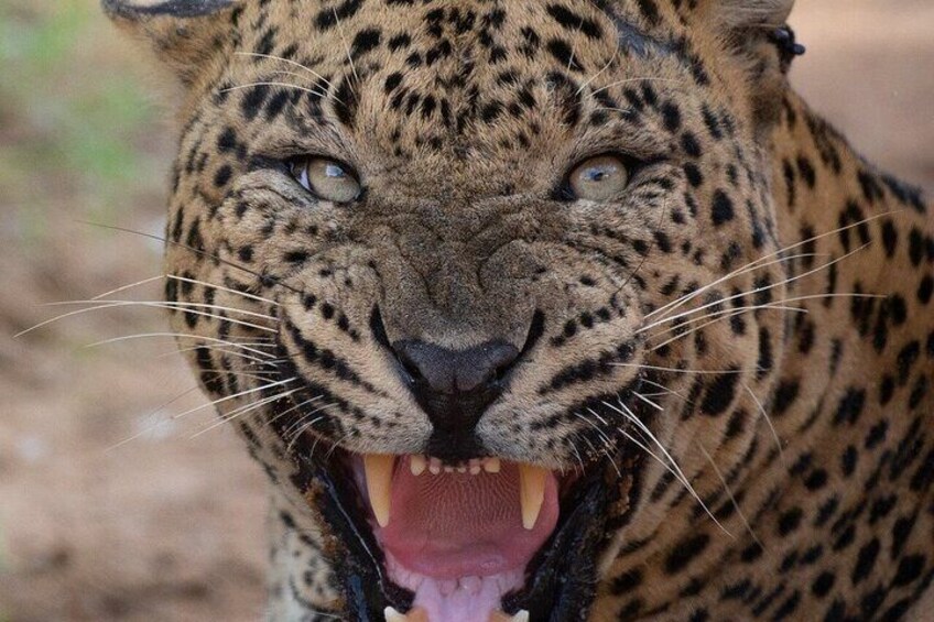 A close-up of a leopard's face with its mouth open, displaying its teeth. 1