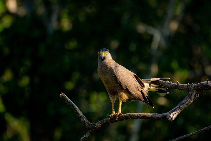 A bird perched on a branch. 2