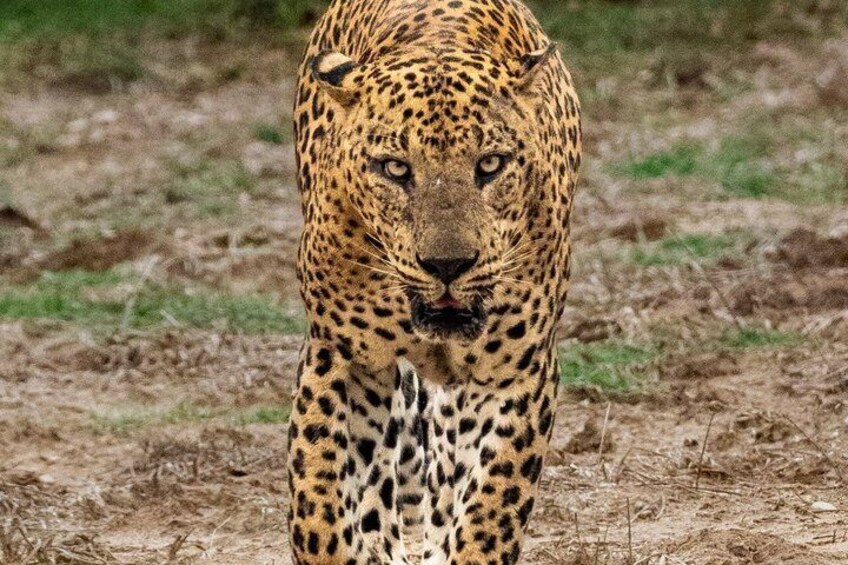 Yala National Park Safari Tours - Half Day & Full Day 3