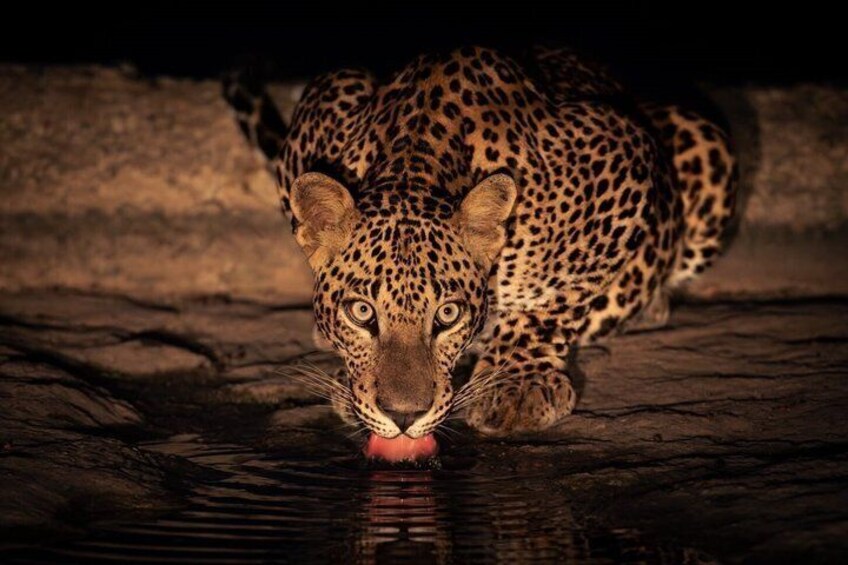 Yala National Park Safari Tours - Half Day & Full Day 5